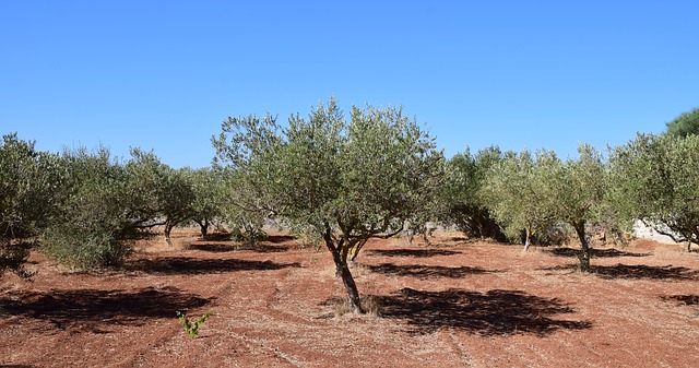 La sequía amenaza a la economía de Jaén